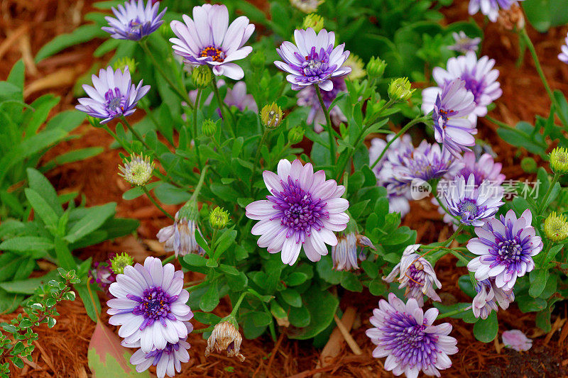 凤仙花/蓝色雏菊/翠鸟雏菊/蓝色玛格丽特